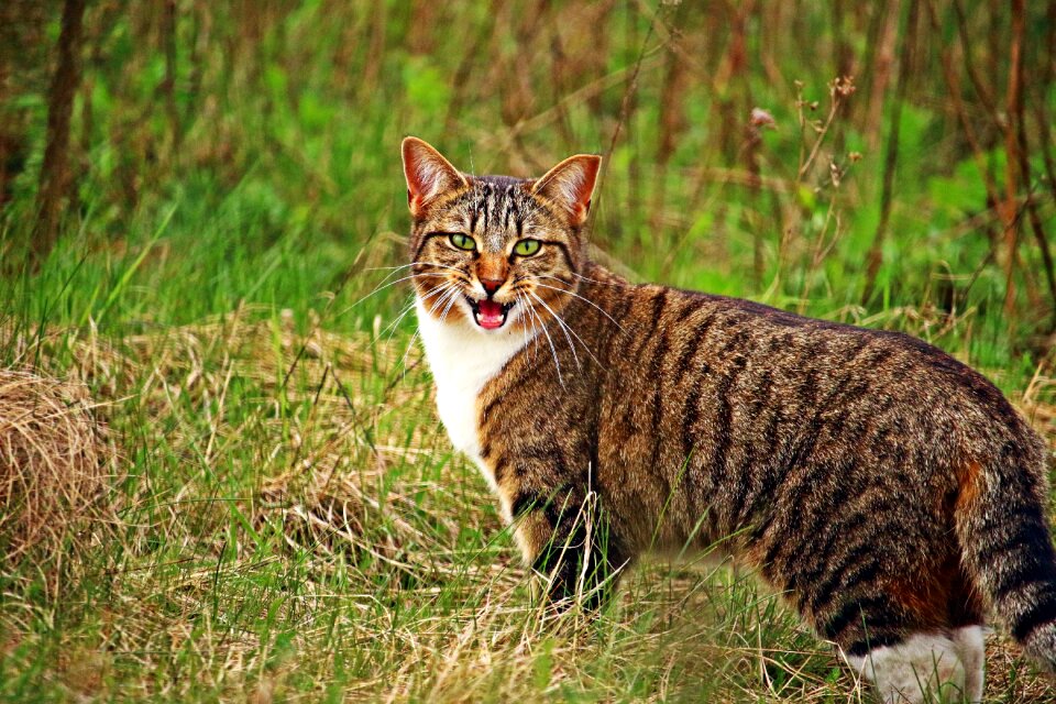 Mackerel domestic cat grass photo