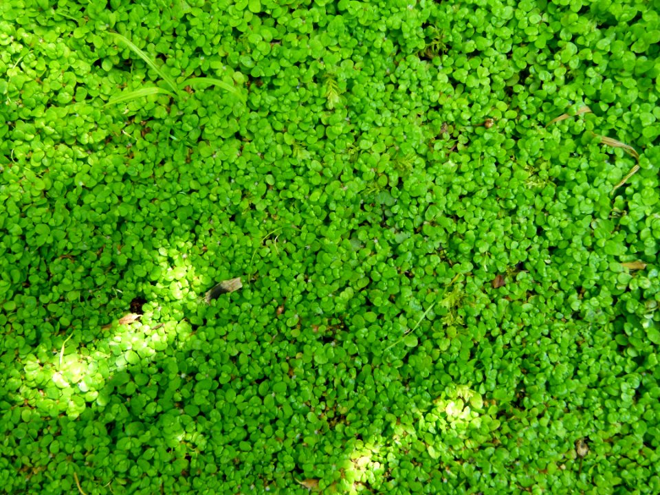 Feuilles au jardin Albert Kahn