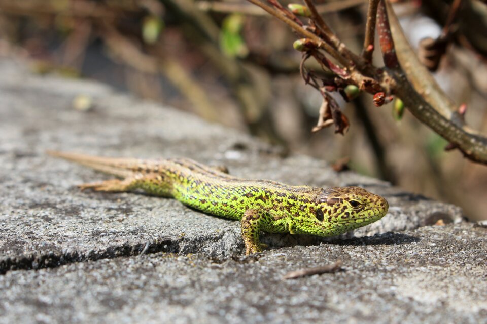 Close up watch reptile