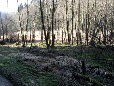 Feuchtgebiet am linken Auenrand des Rotenbachs unterhalb des Glasweihers bei Ellwangen