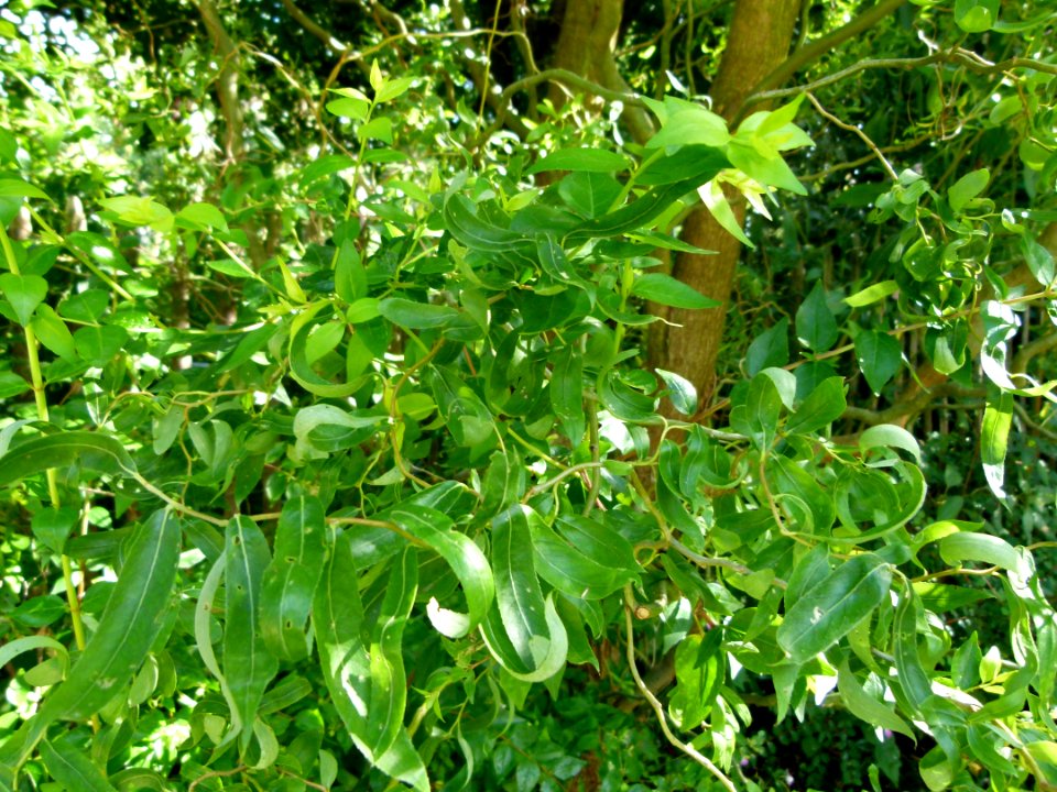 Feuillage d'arbre au parc floral