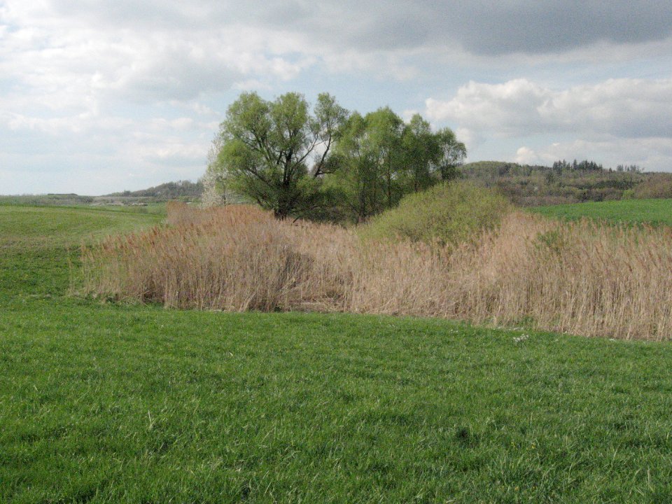 Feuchtgebiet am Bach aus dem oberen Lindich