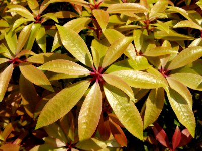 Feuilles de plantes au jardin Albert Kahn