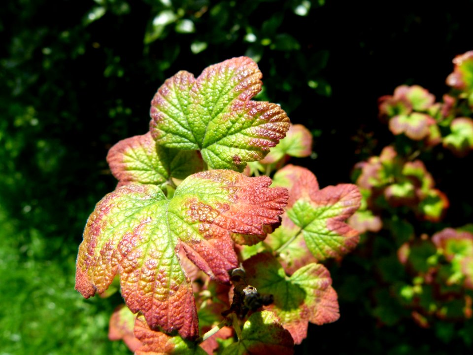Feuilles de cassissier