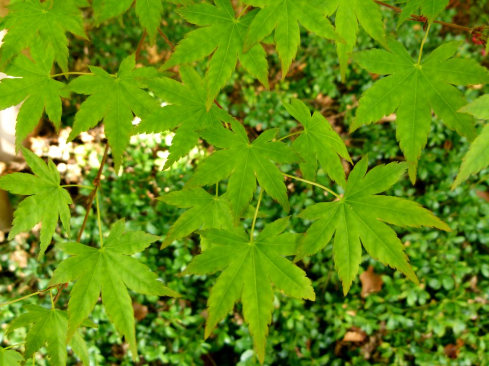 Feuilles d'érable jardin Albert Kahn