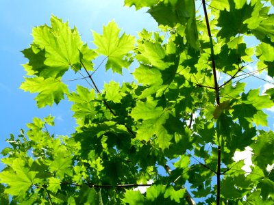 Feuilles d'érable sur fond de ciel