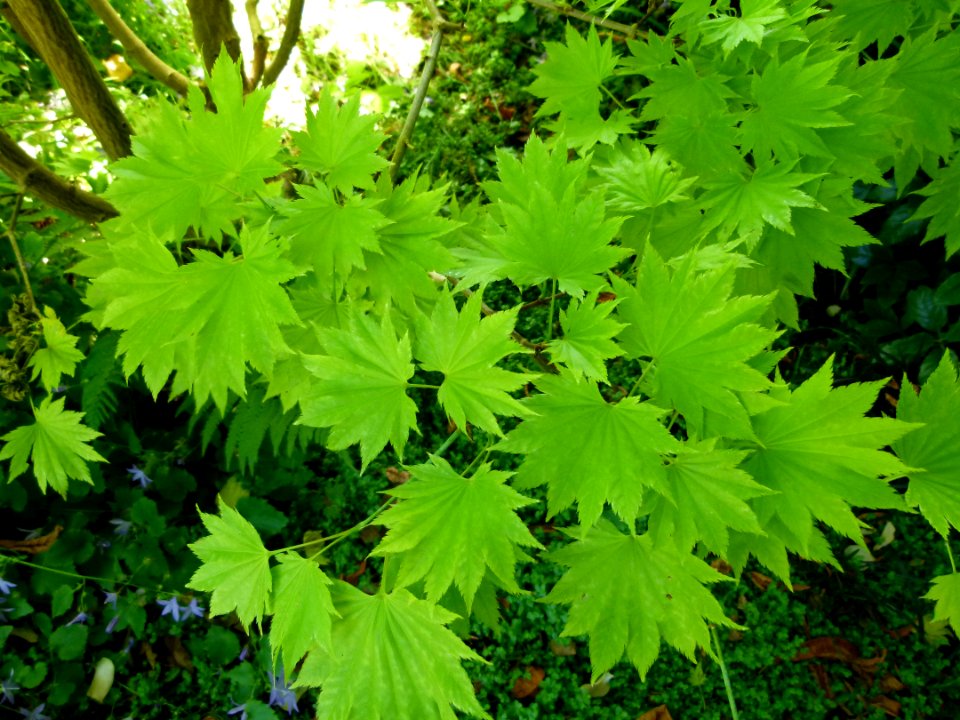 Feuilles du jardin Albert Kahn