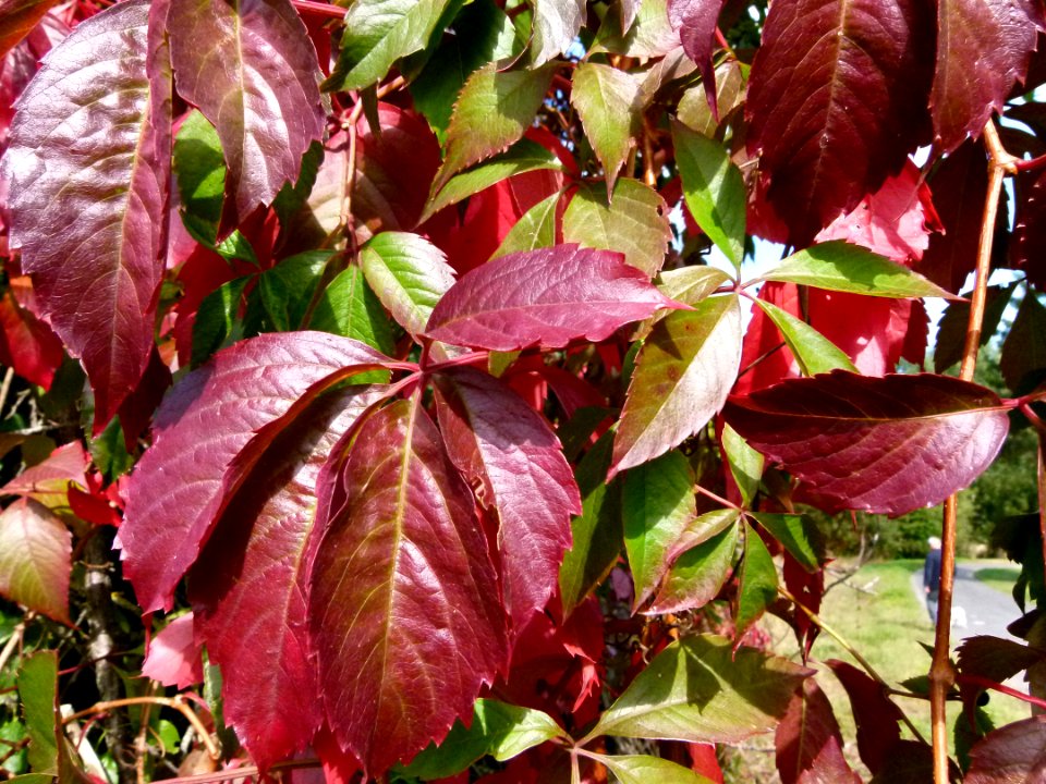 Feuilles rouges d'automne