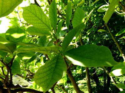 Feuilles de marronnier