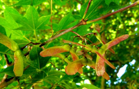 Feuilles d'érable et samares