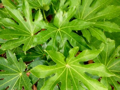 Feuilles de figuier - Jardin Agronomique Tropical