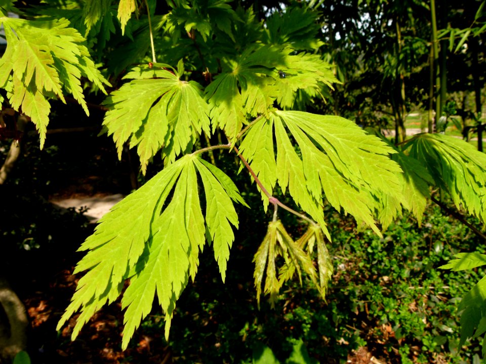 Feuilles d'arbre vert clair