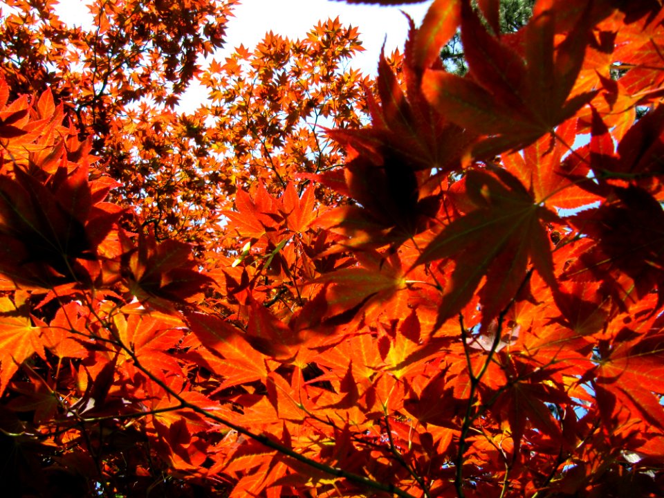 Feuilles d'arbre au soleil