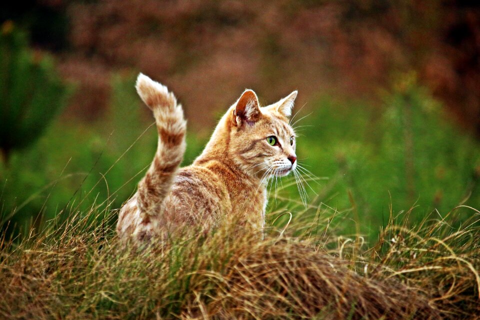 Mackerel domestic cat pet photo