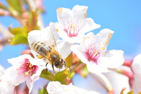 Honey bee macro frühlingsanfang