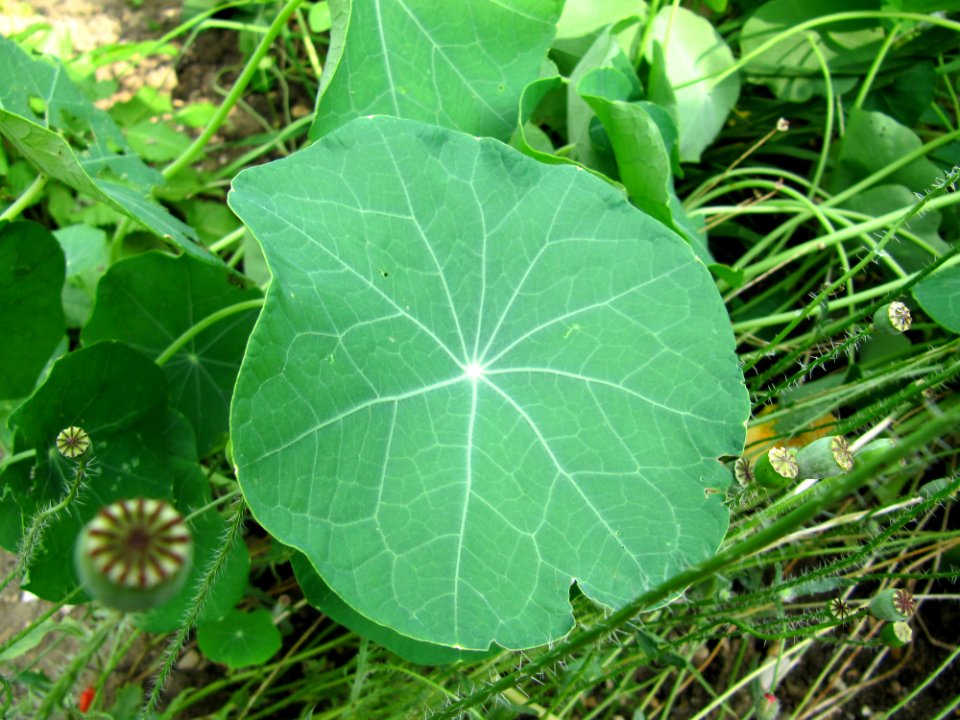 Feuille verte ronde