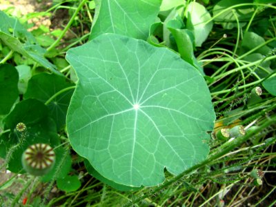 Feuille verte ronde