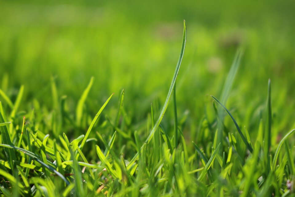 Meadow blade of grass close up