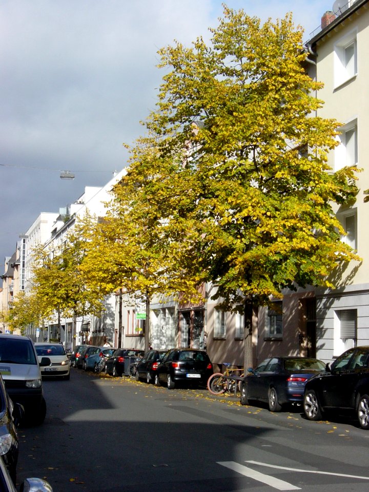 Ffm GroßeSeestraße 15