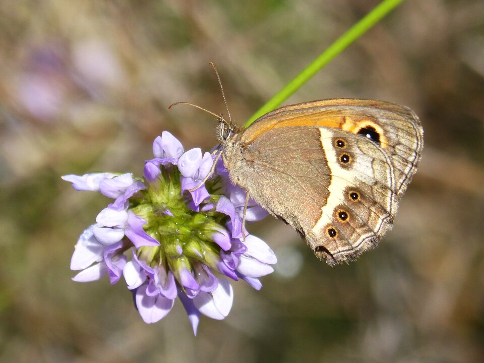 Wild flower detail cintada saltabardisses