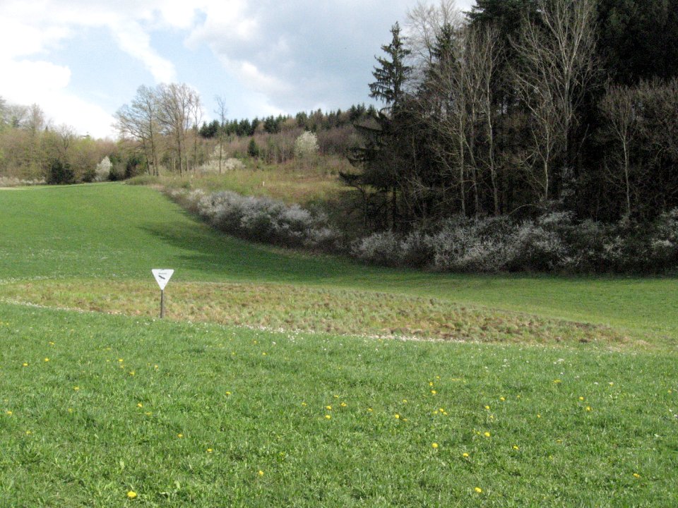 Feuchtgebiet Buchenschnäue