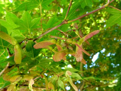 Feuilles de platane