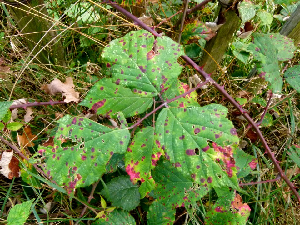 Feuilles de murier 2