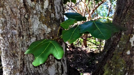 Feuilles juvéniles d'Acropogon bullatus sur un individu adulte