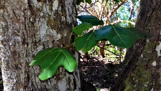 Feuilles juvéniles d'Acropogon bullatus sur un individu adulte photo