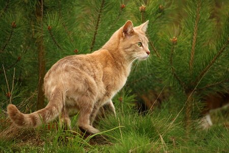 Mackerel breed cat grass photo