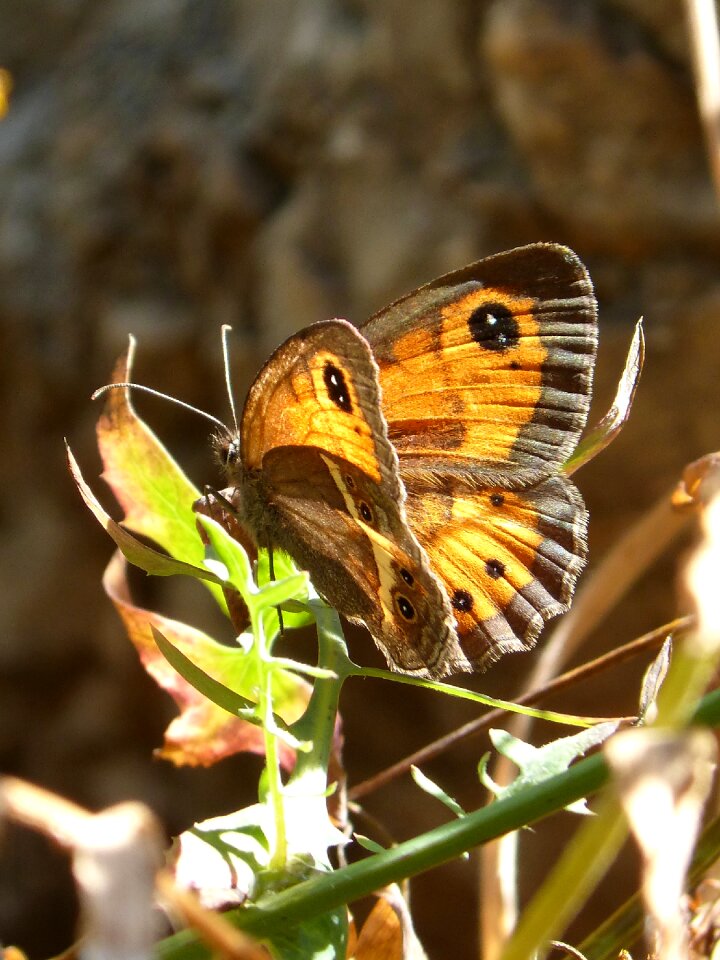 Backlight cintada saltabardisses pyronia bathseba