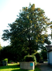 Ffm Hausen 47