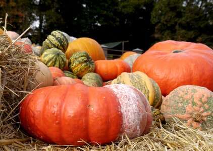 Autumn fruit harvest festival