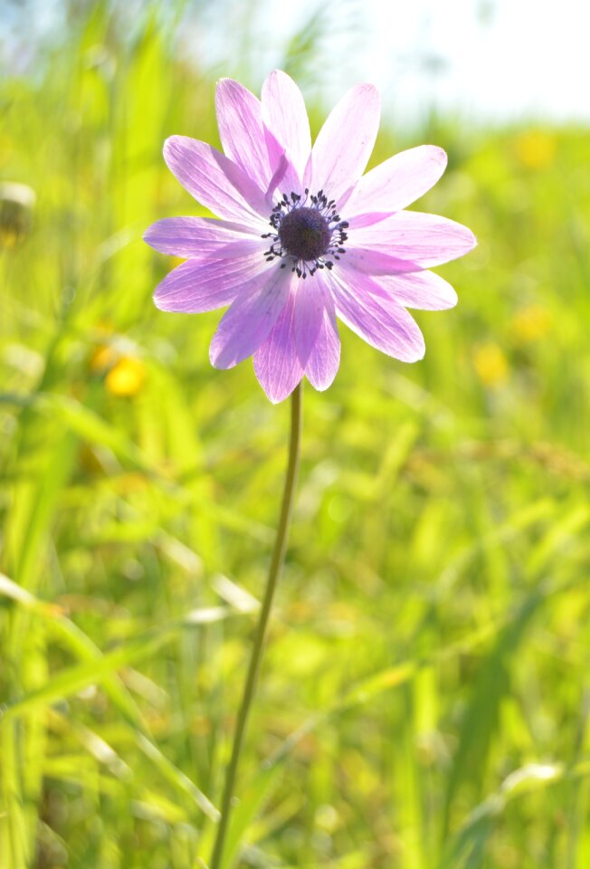 Sun colorful flowers spring