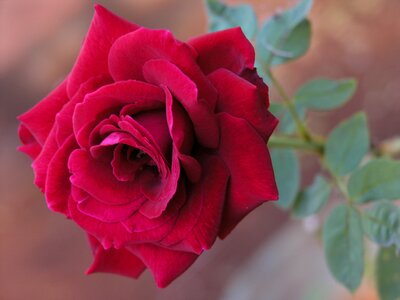 Red rose flower nature photo