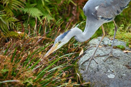 Waterside bird animal