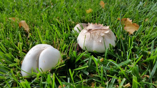 Fungi white grass photo