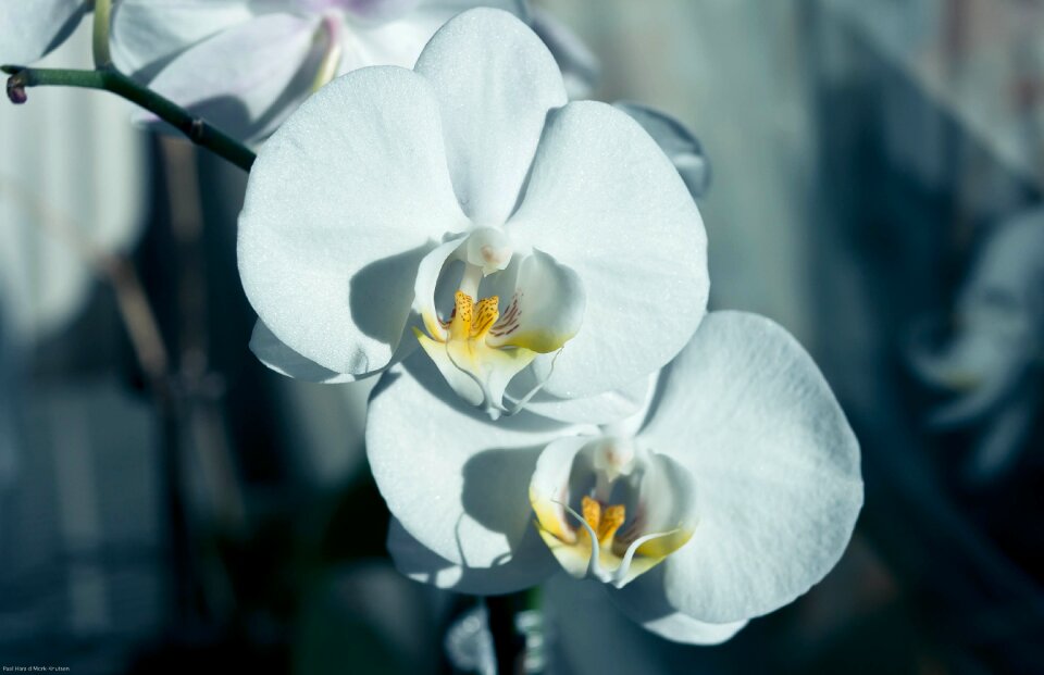 Orchid macro flowers