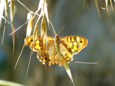 Backlight cintada saltabardisses pyronia bathseba