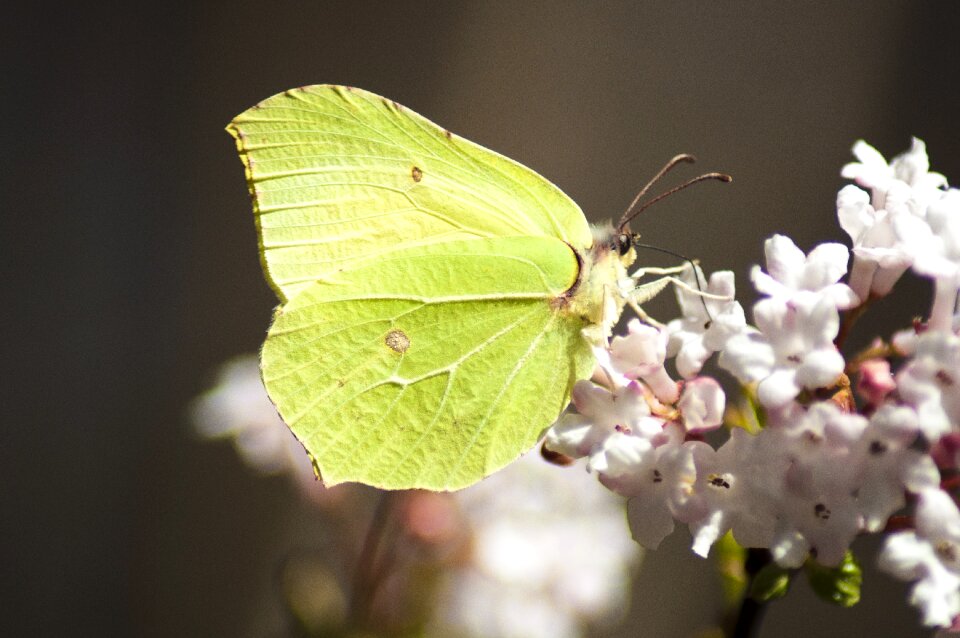 Nature spring insect