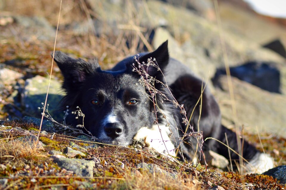 Border collie sorry landscape