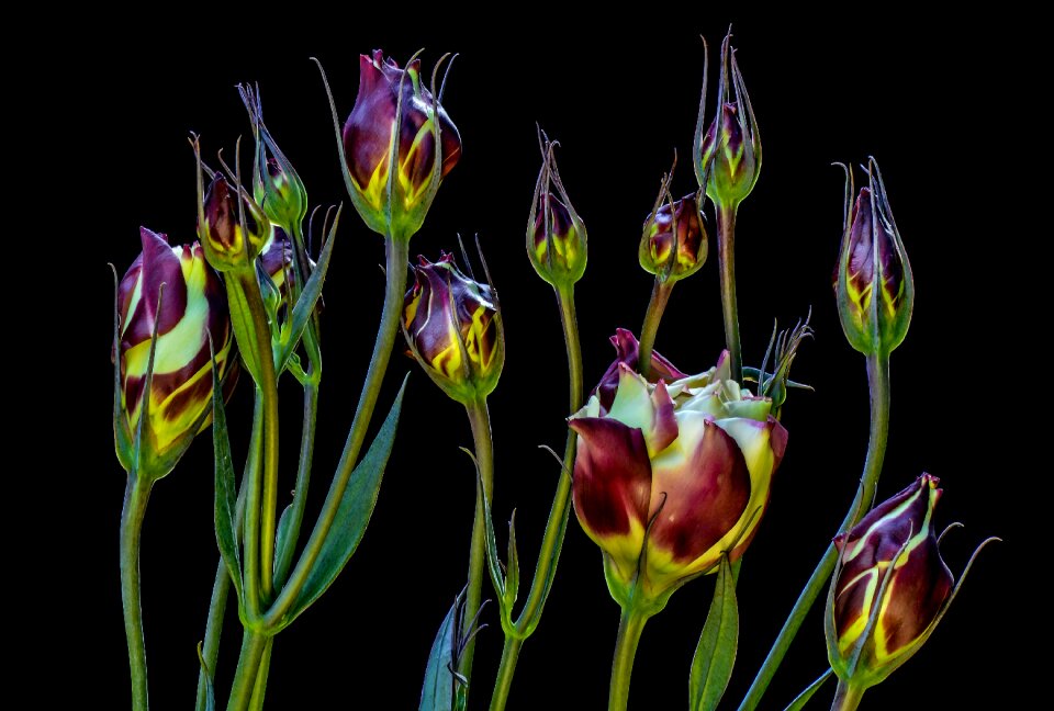 The delicacy plant nature