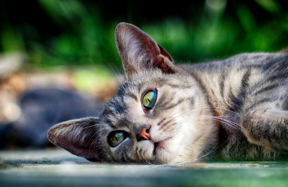 Animal relax peaceful