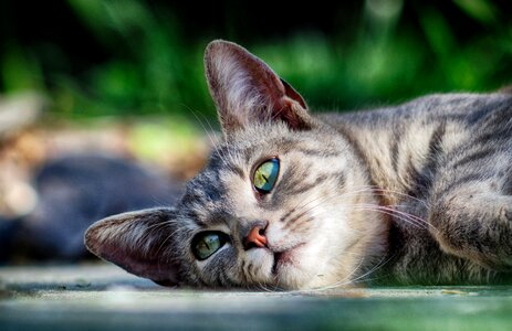 Animal relax peaceful