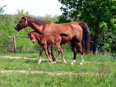 Equine horses arabic photo