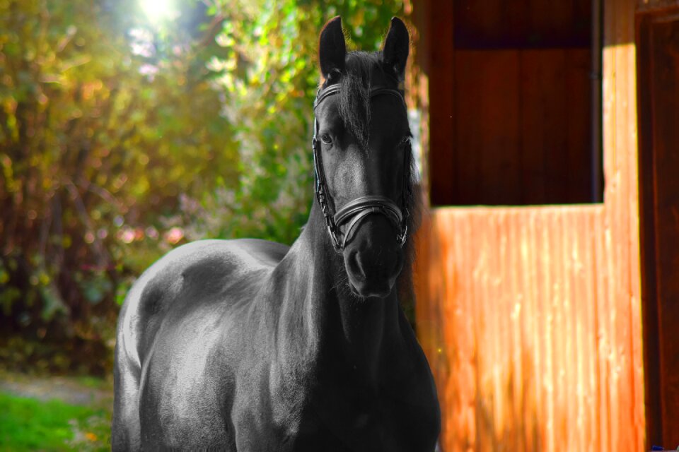 Friese ride horse stable