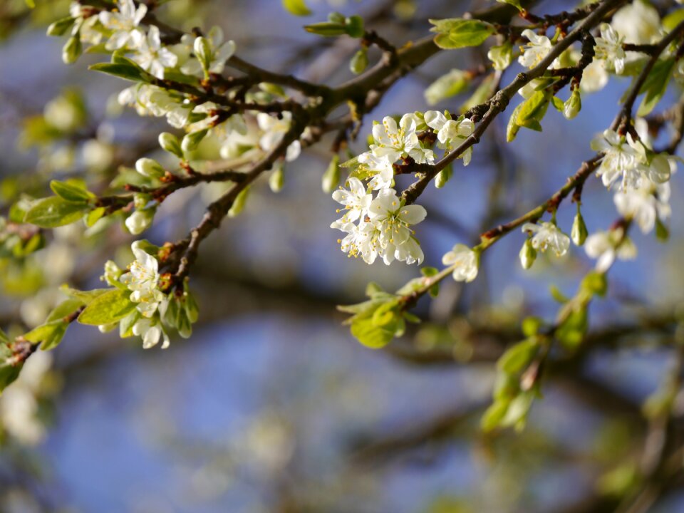 Tree spring plum tree