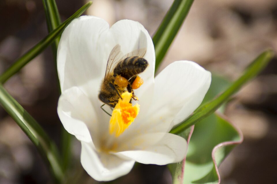 Spring nature insect