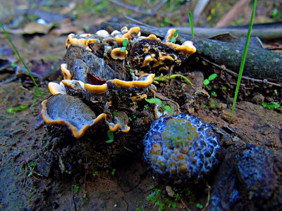 Mushrooms forest soil