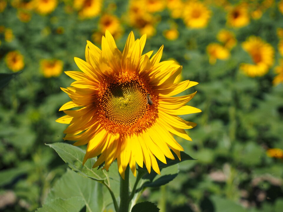 Flower blossom bloom